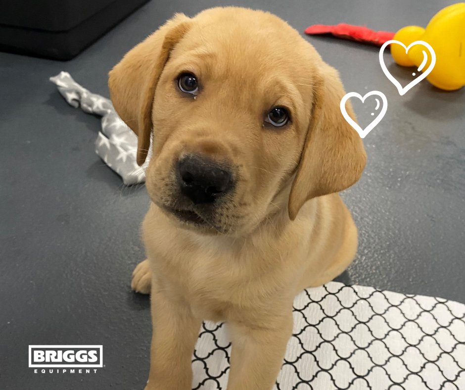 BriggsIS_'s tweet photo. Meet Briggs, the puppy!
In 2021, we asked our team members to select a charity they would like to donate to and @FreedomSvcDogs was chosen. With our donation, #FreedomServiceDogs has named a service dog in training. Good luck Briggs! https://t.co/JSOEIb3c0q