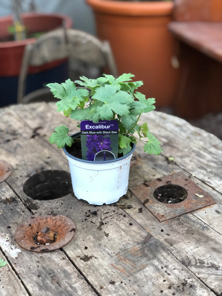 Check out this product 😍 Delphinium "Dark Blue with Black Bee" - 12cm 😍 
by Woolley Moor Nurseries. 
Shop now 👉👉 bit.ly/3vz0bsG