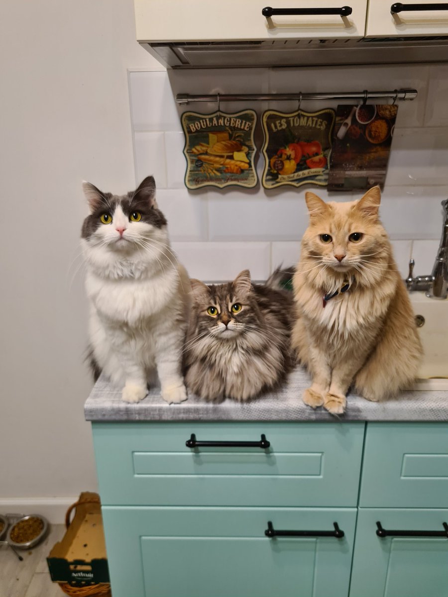 Наташ, мы не поняли, а почему вкусняшек нет? Ну и что, что уде ели... Где?
#CatsOnTwitter #котики