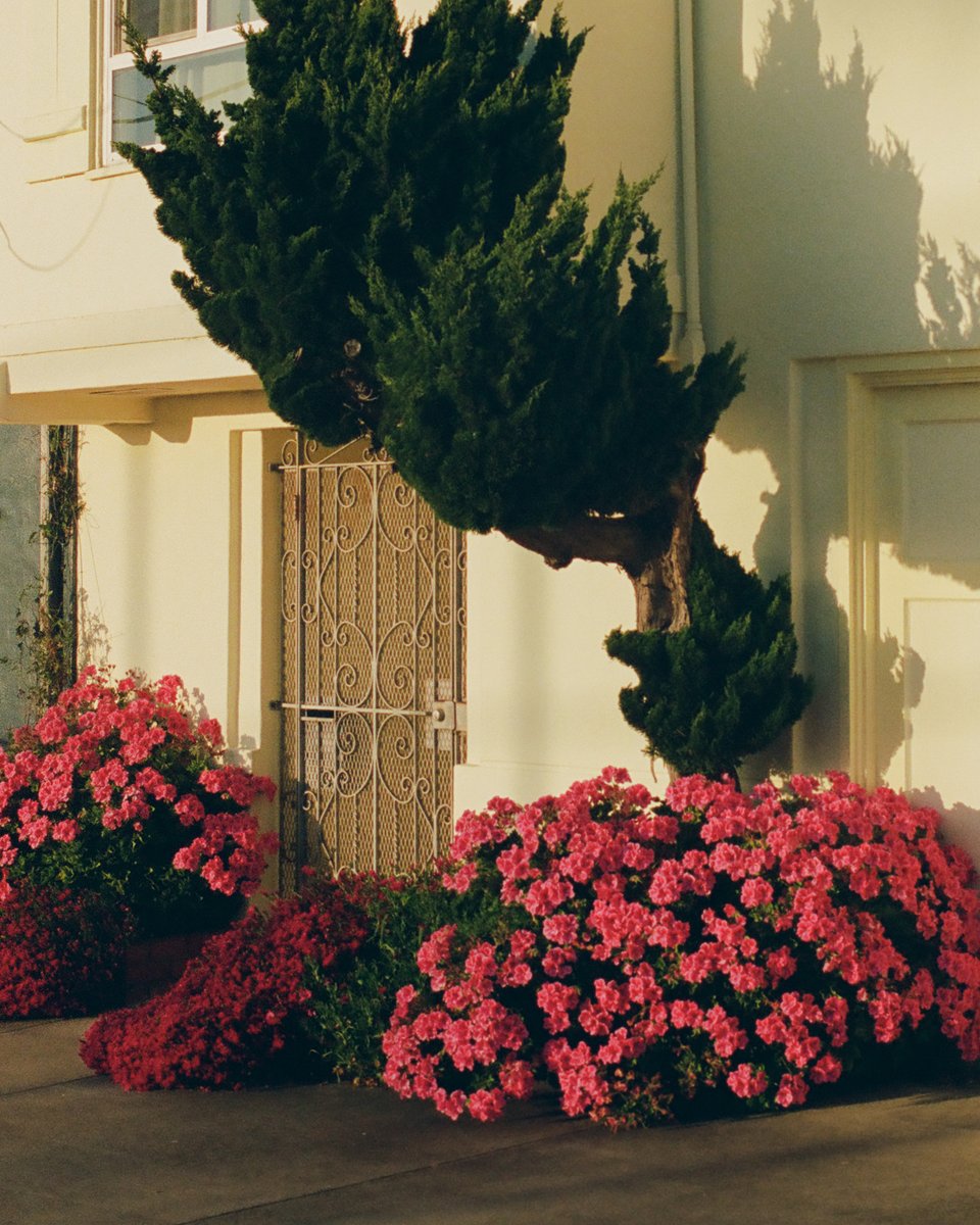 feelings of spring on 35mm 🌸
