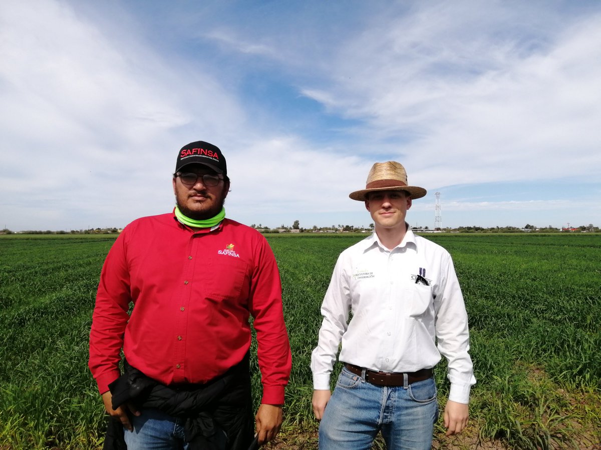 sgfonteyne's tweet photo. Ante la alza en costos de producción, hay que racionalizar el uso de insumos.
En la plataforma AhomeII en Valle El Carizo, Sinaloa, Safinsa demuestra como reducir fertilización, labranza y densidades de siembra. https://t.co/dilVV5Ohky