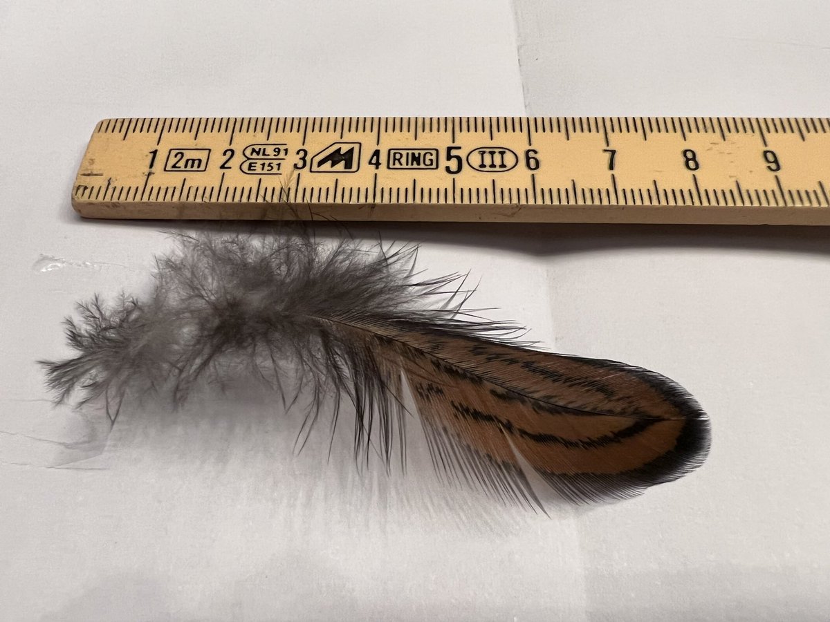 AndreaLuthi's tweet photo. @vogelwarte_ch @Vogelwarte_scie Ich vermute, dass es die Feder eines Huhnes sein könnte, welches im Quartier von einem Wiesel geschnappt wurde. Jedesfalls hatte es dort gleich mehrere Ferdern und sie lagen nahe eines kleinen Eingangs zu einem Bau. ? https://t.co/7cBlfnisBV