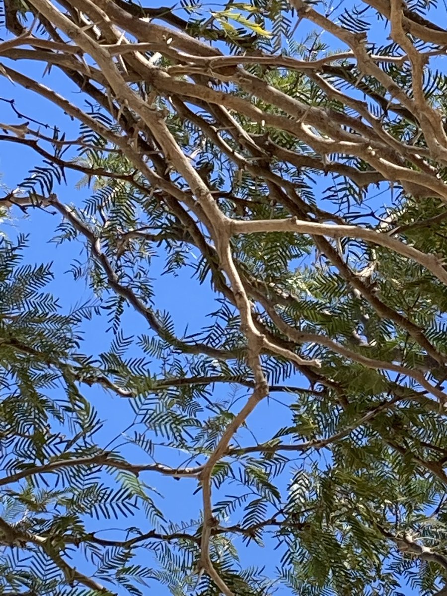 AngelaNelson_1's tweet photo. Ash Wednesday reflections under the thorny branches of a desert mesquite tree I’m reminded of Jesus in a thorny crown dying for our sins. Lenten Season opening day #reconciliation #gratitude https://t.co/w4x0zeuHUb