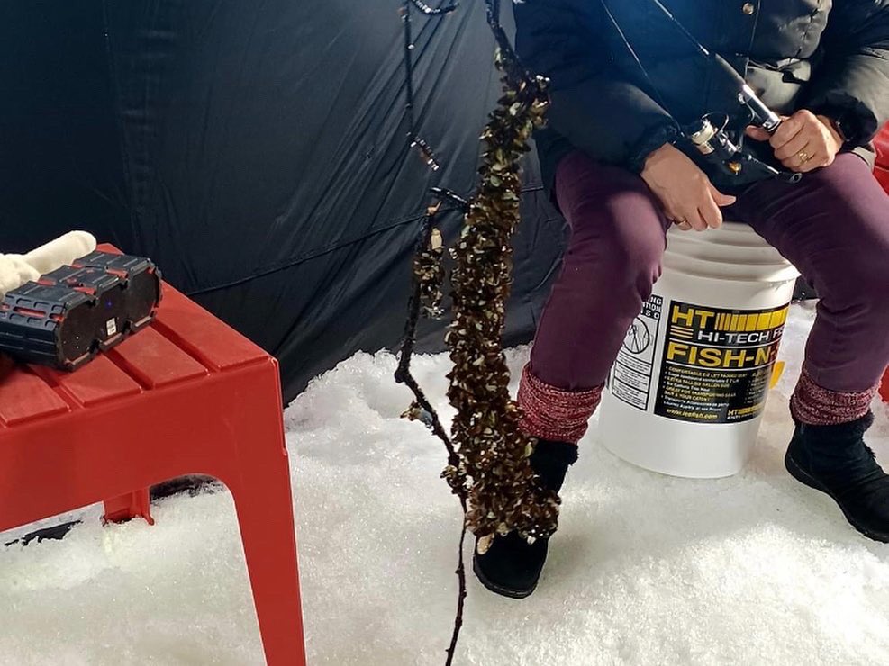 Zebra Mussels on a stick, catch of the day for this angler in ON. Ice anglers can help prevent the spread. Larvae can be in water & mud during the winter #CleanDrainDry gear before moving between waterbodies. Report invasive mussels AIS hotline:1-855-336-BOAT
#invspwk #lakelove