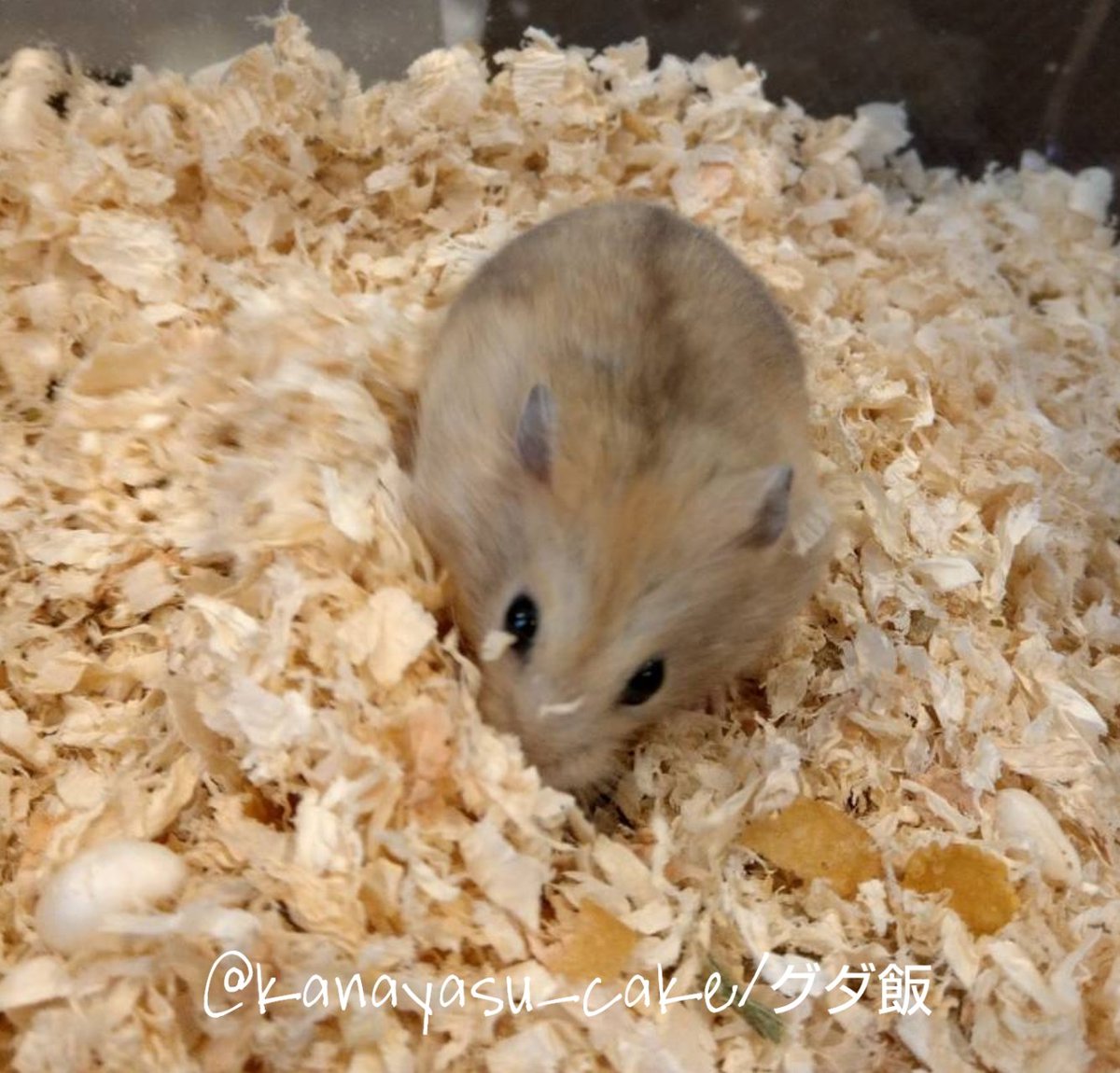 kanayasu_cake's tweet photo. イエロージャンガリアン
【ラウール♀️】🐹

綺麗な色と細身でよく動く身体🤍🤍🤍#ラウール#SnowMan

1年前にお迎えした時が2枚目の写真📷
だいぶ色味が変わってきました🐹✨

#ハムスター #hamster  #ジャンガリアンハムスター #ハムスターのいる生活  #ふわもこ部  #ハムスター好きと繋がりたい https://t.co/imBHALZjzw