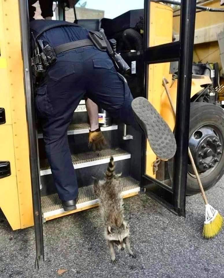 raccoonhourly's tweet photo. https://t.co/U7dbmffMnH