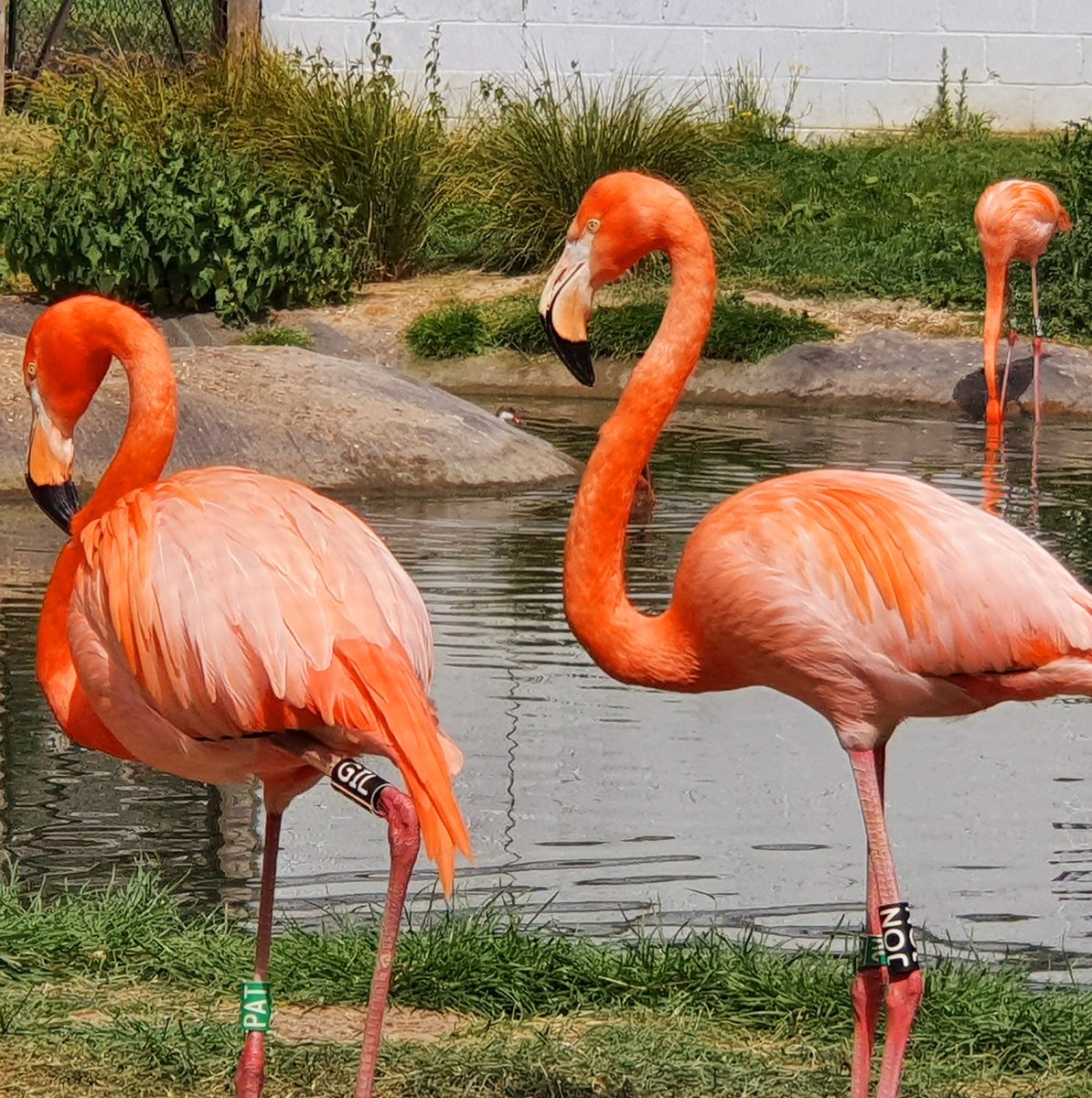 Hanwell Zoo tweet media