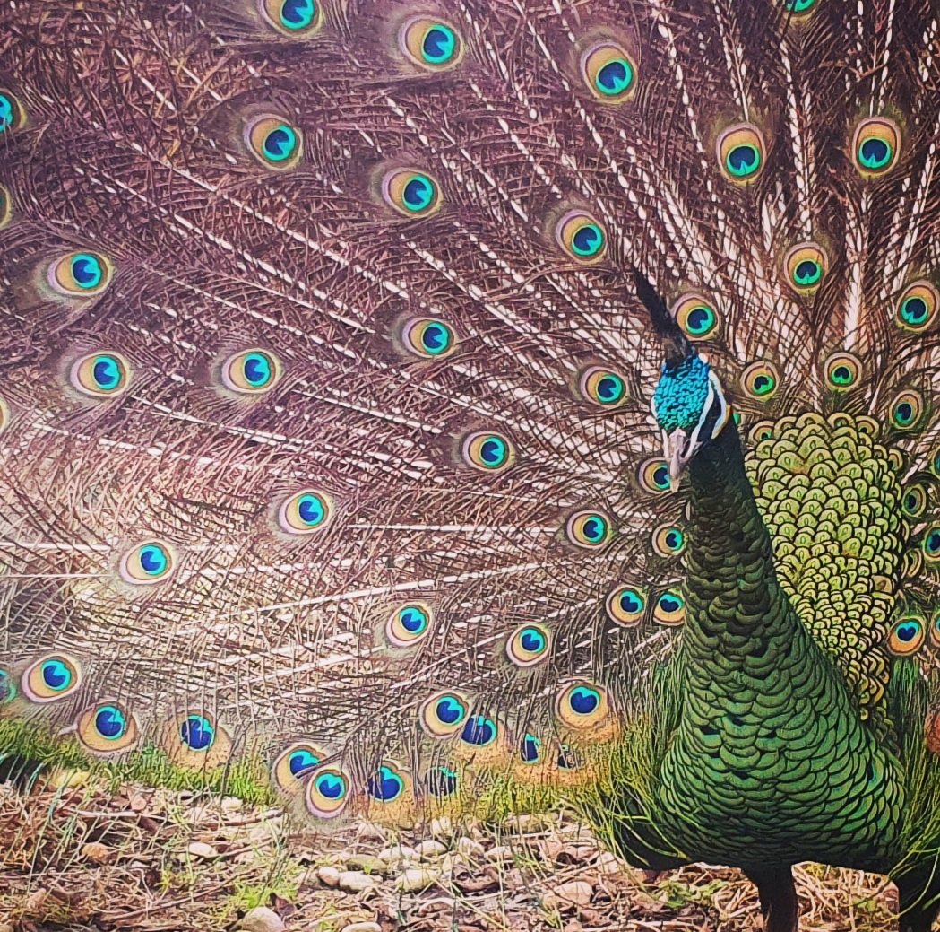 Hanwell Zoo tweet media