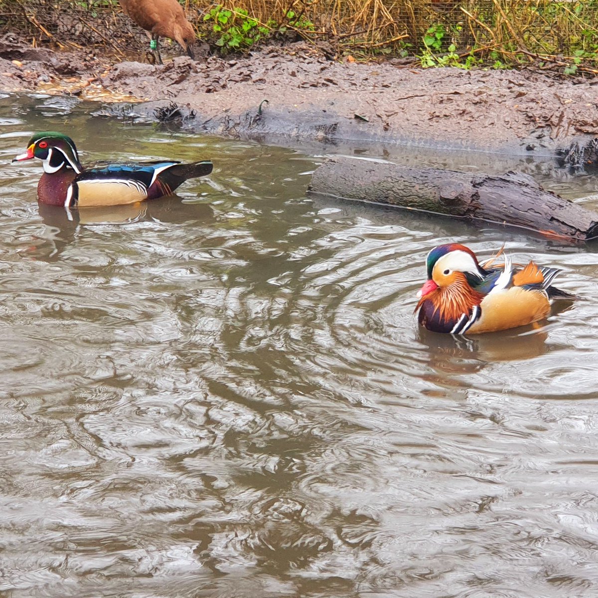 Hanwell Zoo tweet media