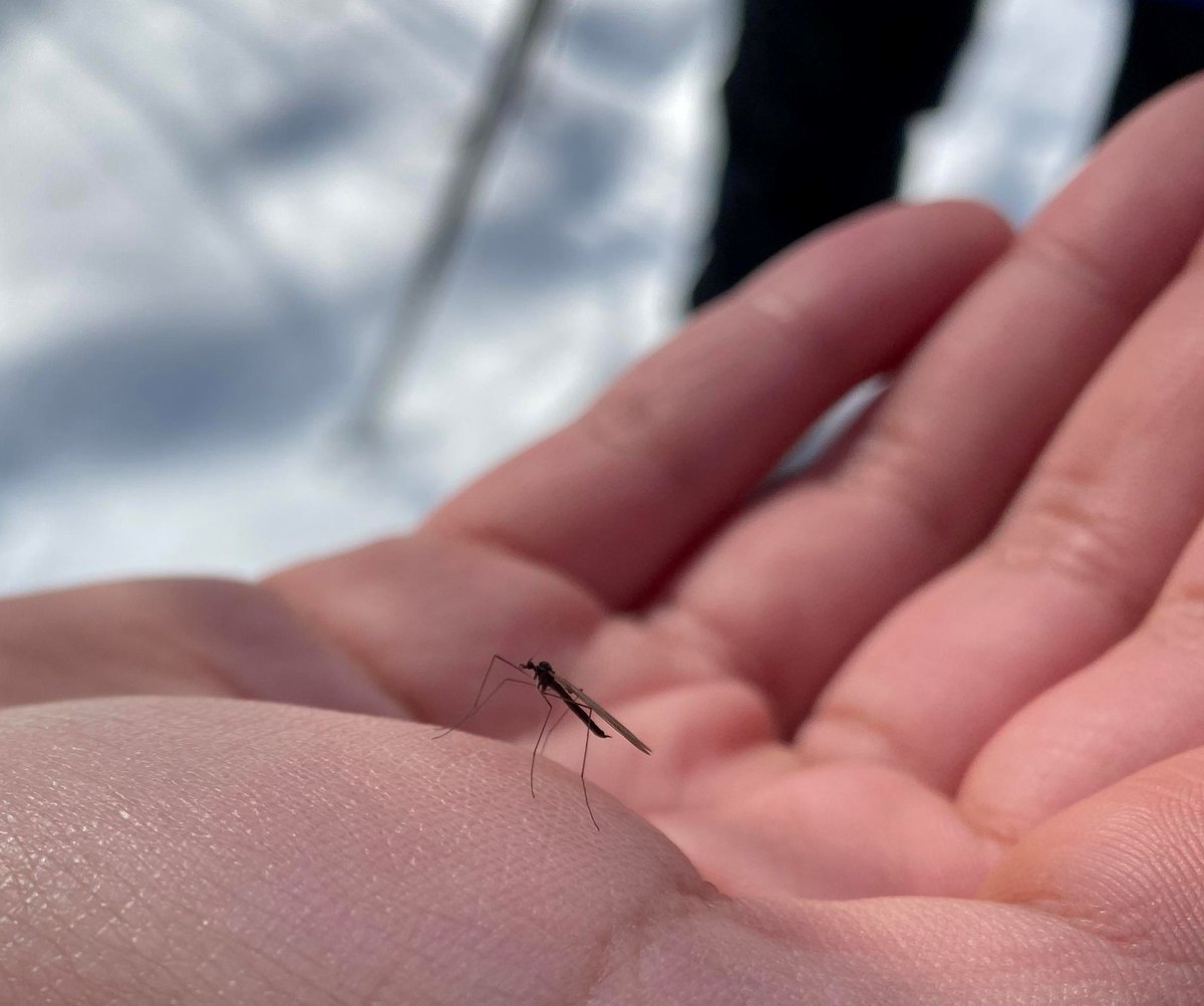 Aanii Kina waya ‘Hello everyone’, its Brad here. Yet another sign of ziigwan’s ‘spring’ return! This is a Winter Crane fly (Trichocera), an insect that can be found on warmer winter days. Have you seen any insects this winter?