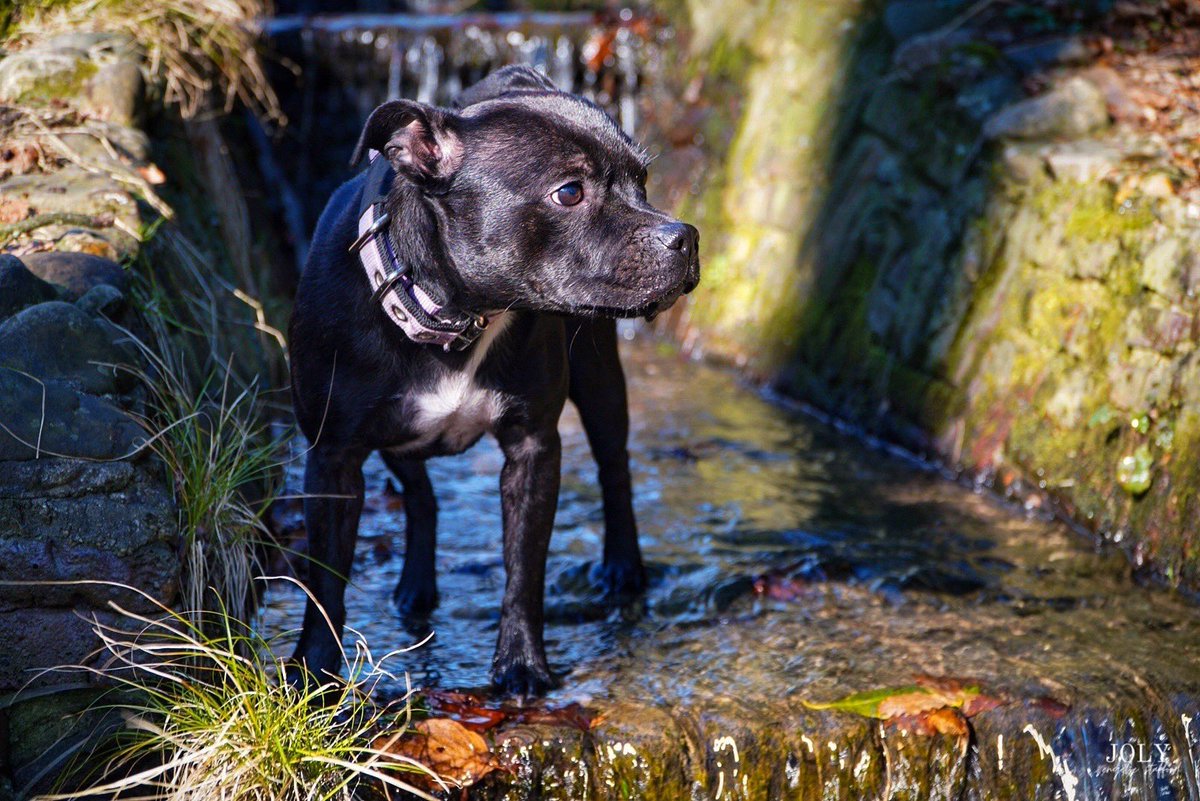 joly_sbt's tweet photo. do morᥱ thᥲᥒ jᥙst ᥱxιst ✨
𝐡𝐚𝐩𝐩𝐲 𝐰𝐞𝐝𝐧𝐞𝐬𝐝𝐚𝐲!
#adventure #cute #dog #dogs #dogsoftwitter #engelsestafford #family #happy #hond #instagram #love #Netherlands #sbt #sport #staffing #Staffordshire #sun #WednesdayMotivation https://t.co/7imwnmhuiO