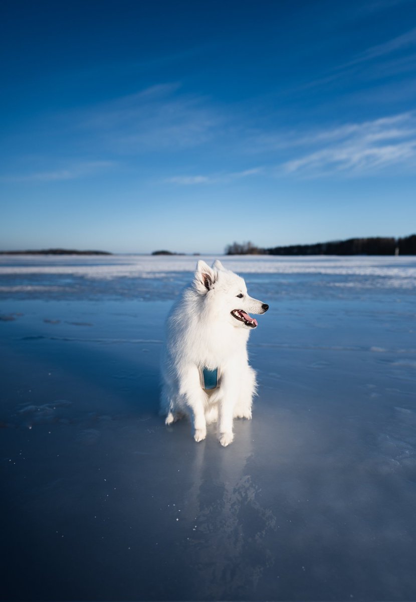 Leo & Koa | Nina tweet media