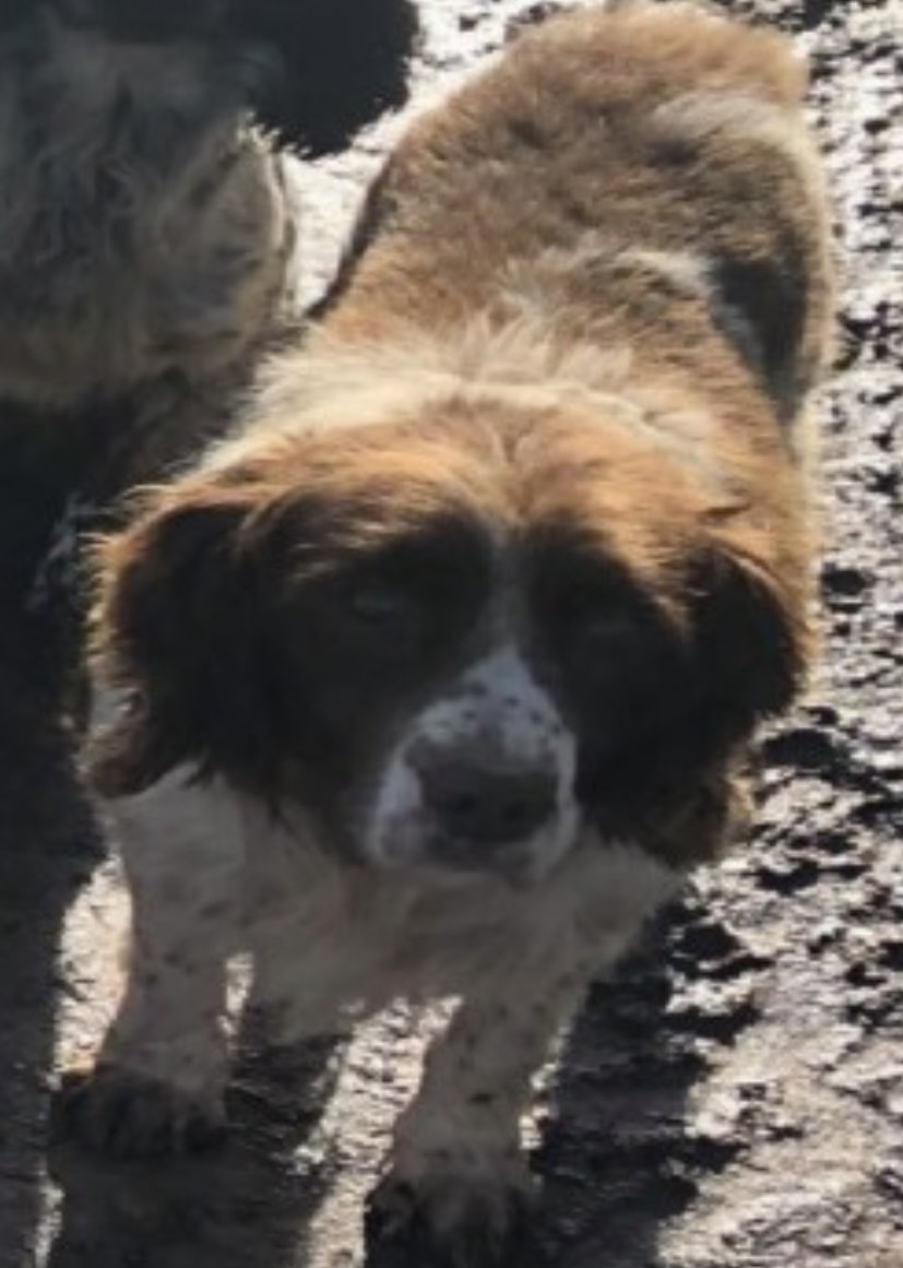 rosieDoc2's tweet photo. #SpanielHour
HOW COULD YOU….
BOSS #STOLEN ELDERLY PARTIALLY BLIND 😞 AND DEAF
Imagine him not knowing those smells he’s used to? The stress & fear 😧
#Thorrington #ESSEX #CO7
13/9/20
BOSS ARE YOU SAFE? 😪
https://t.co/SiB6FLp8PP
@WYP_CNewsome @juliagarland73 @joannew0112 https://t.co/1OhsMByxxI