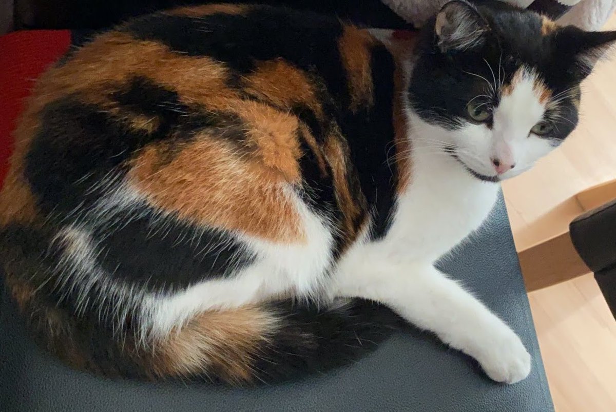 MISSING CALICO GIRL CAT
Have you seen her? Did someone take her in? One Year Ago Today
#FindWallace
#StainesUponThames