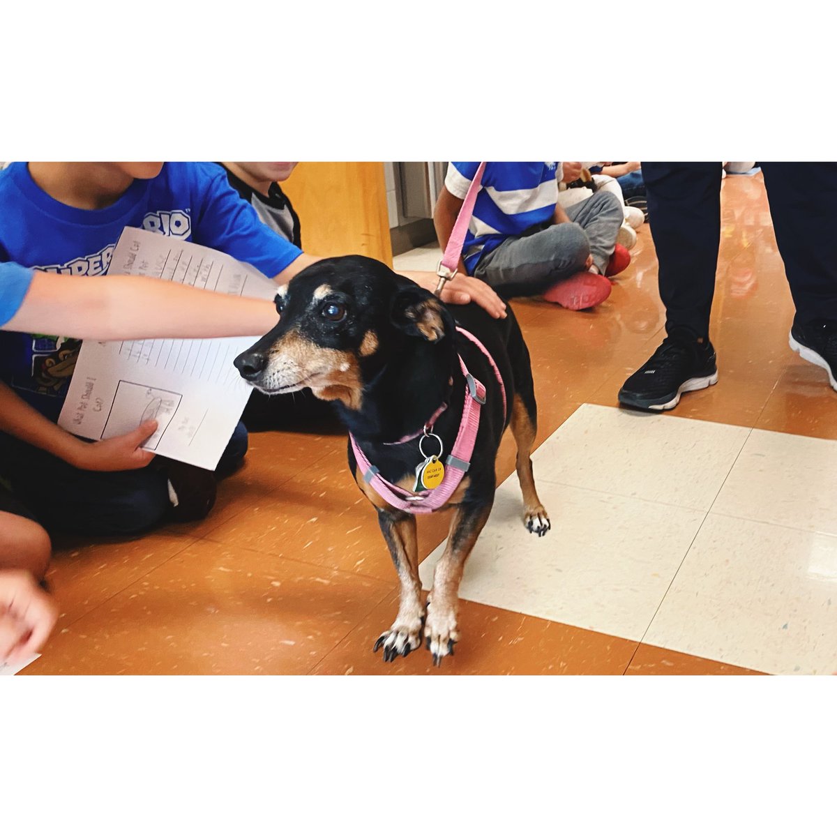 What Pet Should I Get? #DrSeussDay Huge Thank You to <a href="/DrRyanLamarElem/">Jennifer Ryan</a> Who stopped by to bring the star ⭐️ of the show. <a href="/LamarLionsRoar/">Lamar Lions</a> <a href="/Mariana_Felipe_/">Mariana</a>