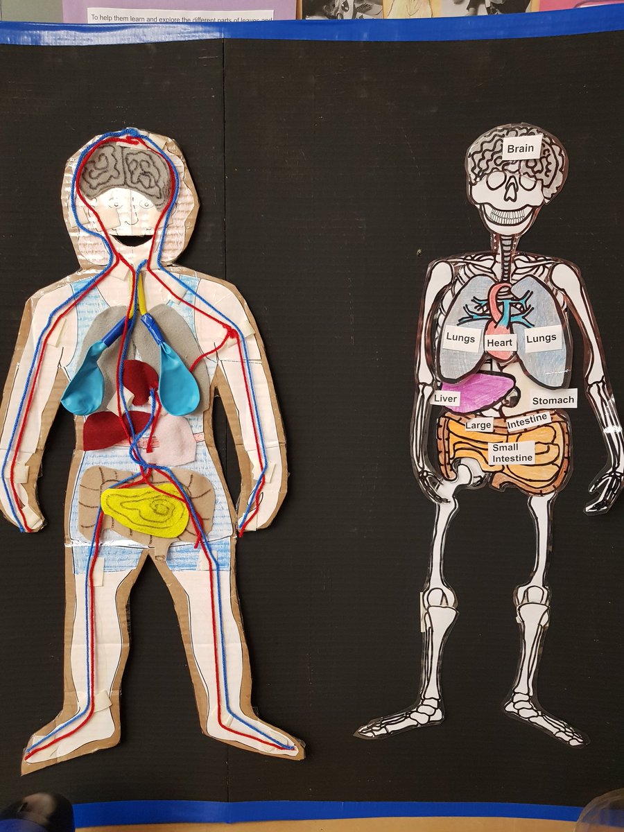 Human body #inquiry Learning about what our internal organs do <a href="/TDSB_Avondale/">Avondale Schools</a>