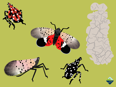 The spotted lanternfly (SLF) is an invasive planthopper that poses a threat to vineyards, orchards, and forests. Learn to recognize SLF in all its life stages, and if you see it, report it! Learn more: bit.ly/38TXN38 #InvSpWk
