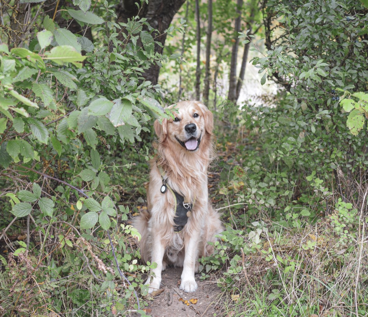 one of my faves 📸 his smile!! 😃 🦁

#twitterdogcommunity #dogsoftwitter #GoldenRetrievers #GoodBoy