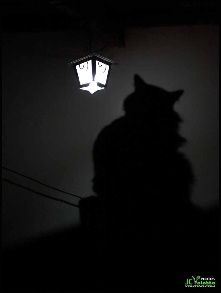 Volotao's tweet photo. Quando não tem lua... #Gato #Gatos #CatsLover #cats https://t.co/lMuovTJfXd