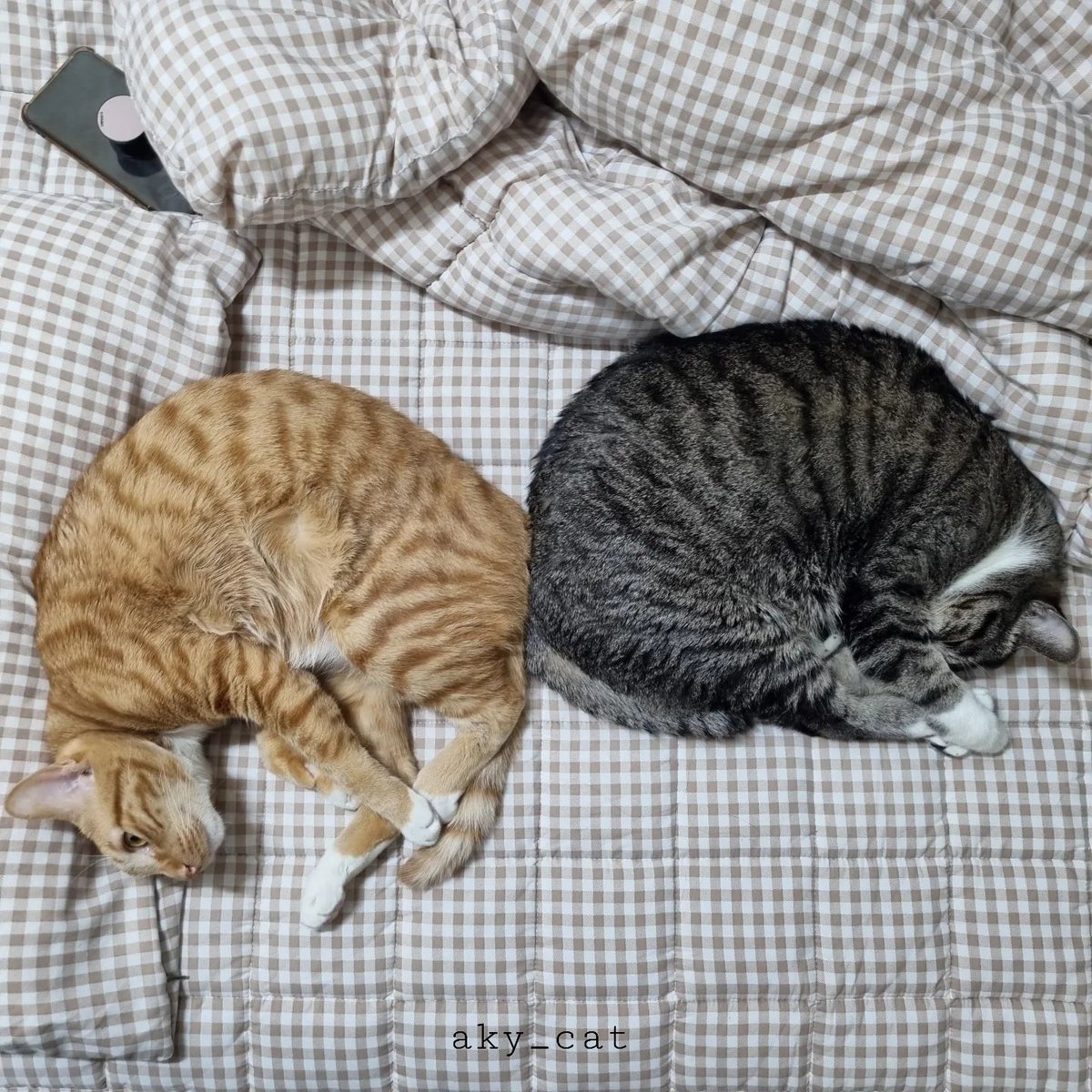 aky_cat's tweet image. 제법 친해졌지요