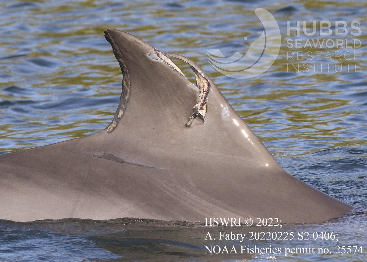 Hubbs_MMRR's tweet photo. Happy #DolphinAwarenessMonth! It’s a good reminder to be alert on the water, and watch for dolphins. While the animals are generally good at avoiding traffic, this new mom, “Clyde,” was recently struck by a boat. Learn more about how to be #DolphinSMART: https://t.co/HbcdjIKQzc https://t.co/83UTXdfUqV