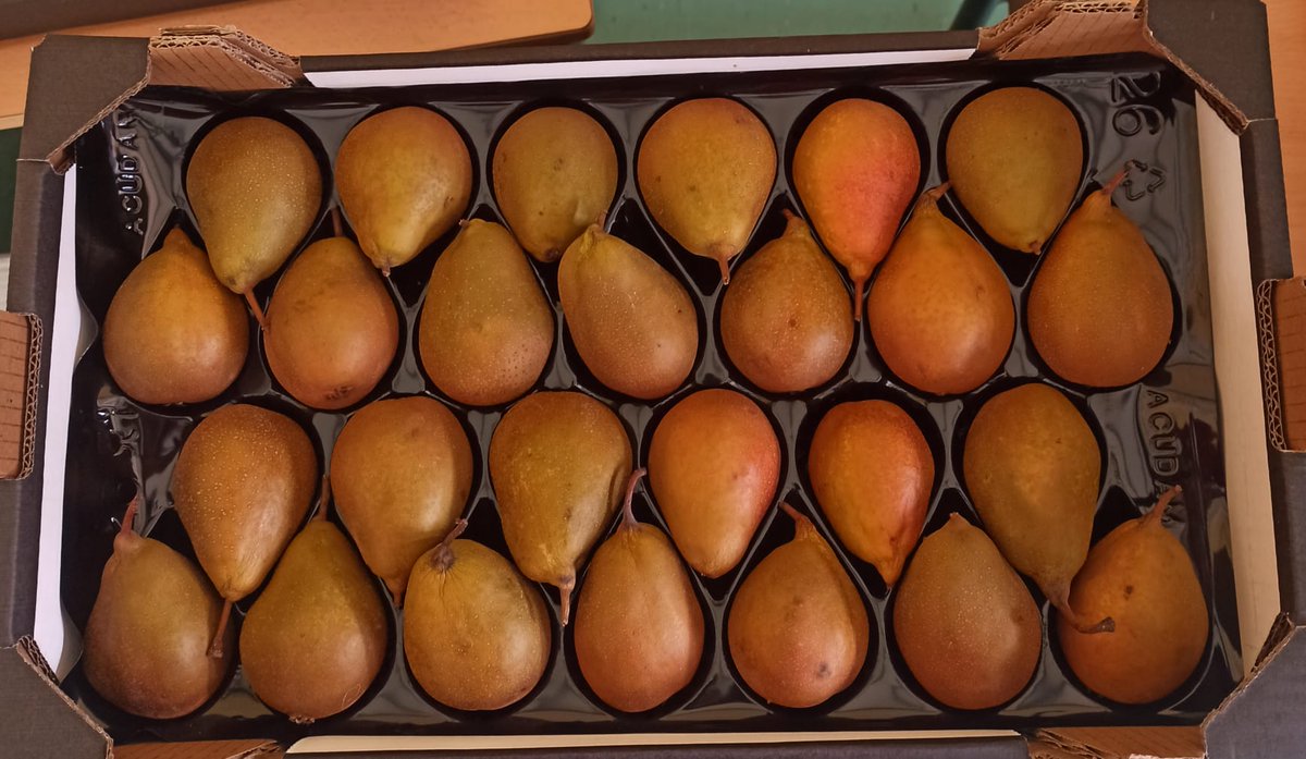 Hoy hemos recibido fresas, zanahorias y peras gracias al programa escolar de consumo de frutas y hortalizas.    Una nueva entrega para que nuestros alumnos y alumnas sigan creando hábitos saludables en su alimentación.