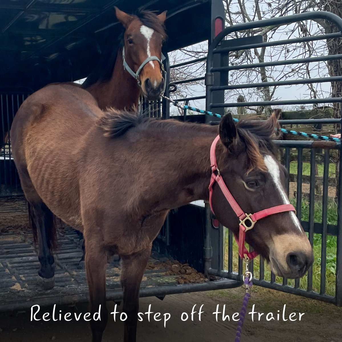 Habitat for Horses tweet media
