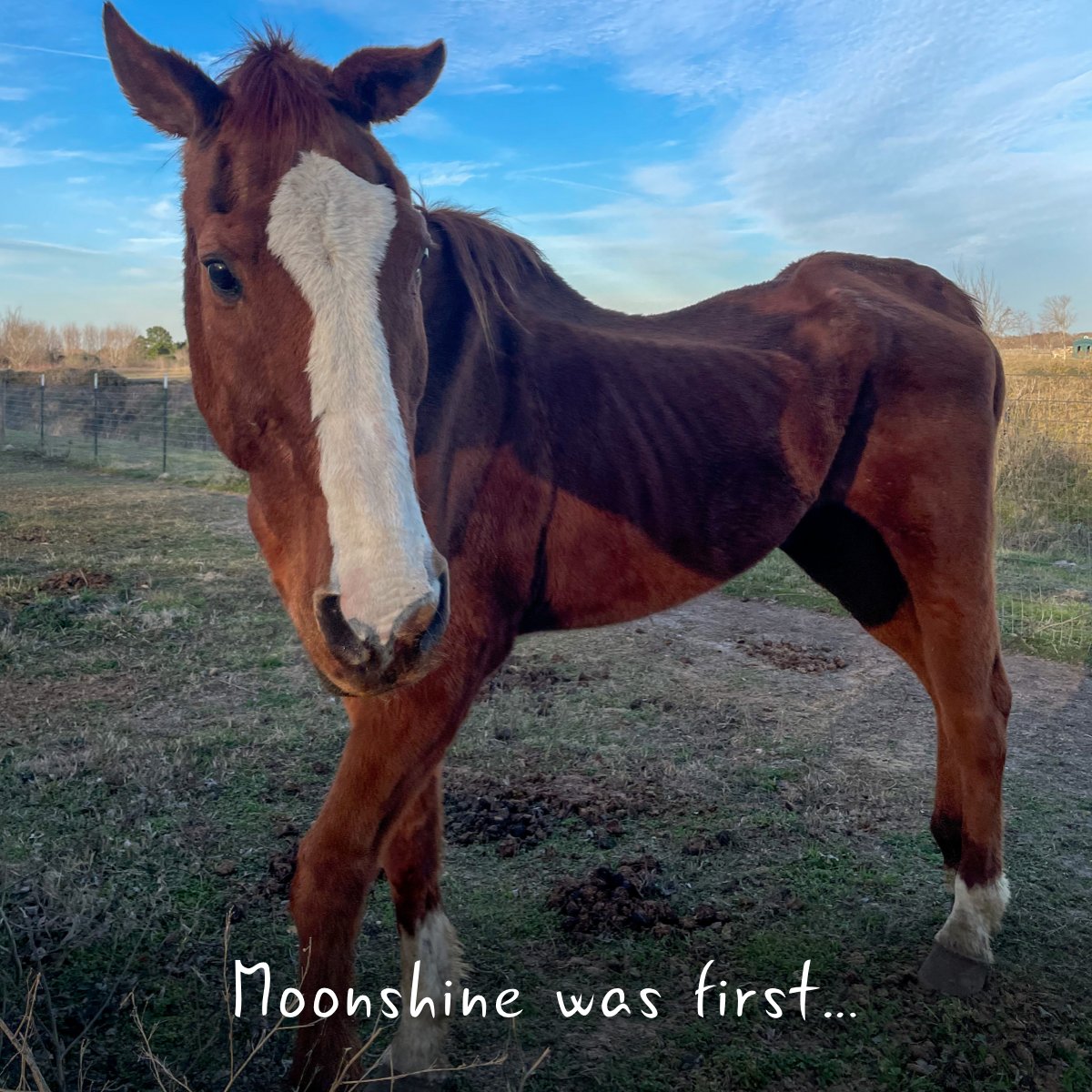 Habitat for Horses tweet media