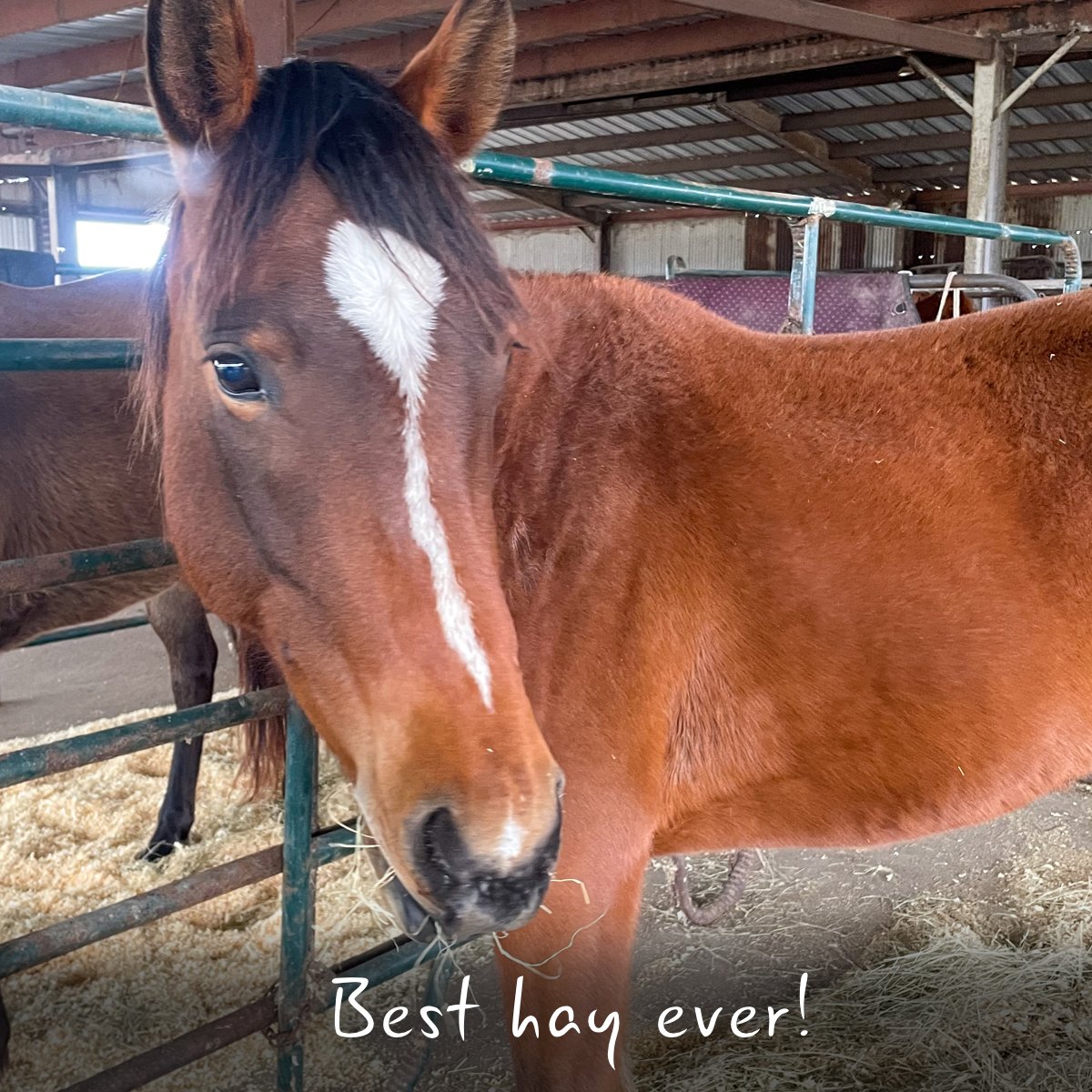 Habitat for Horses tweet media