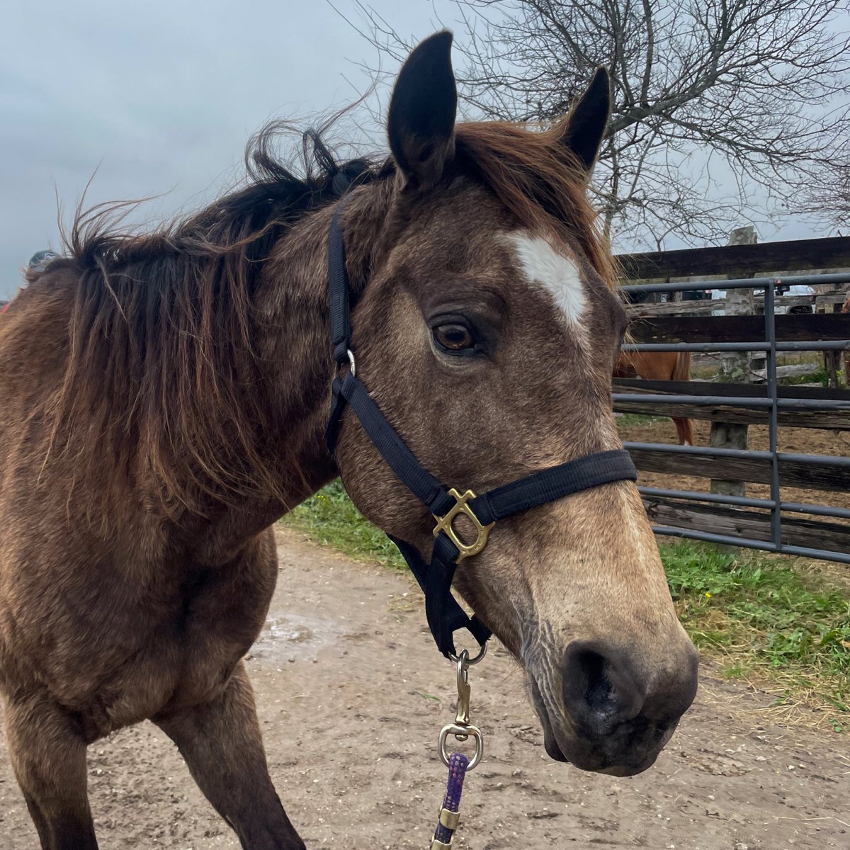 Urgent: Help us heal our six new rescues! Two different seizures in one week means a busy week for our Miracle Workers! Any gift you can chip in helps our new arrivals feel safe and welcome here! bit.ly/HelpOurArrival…