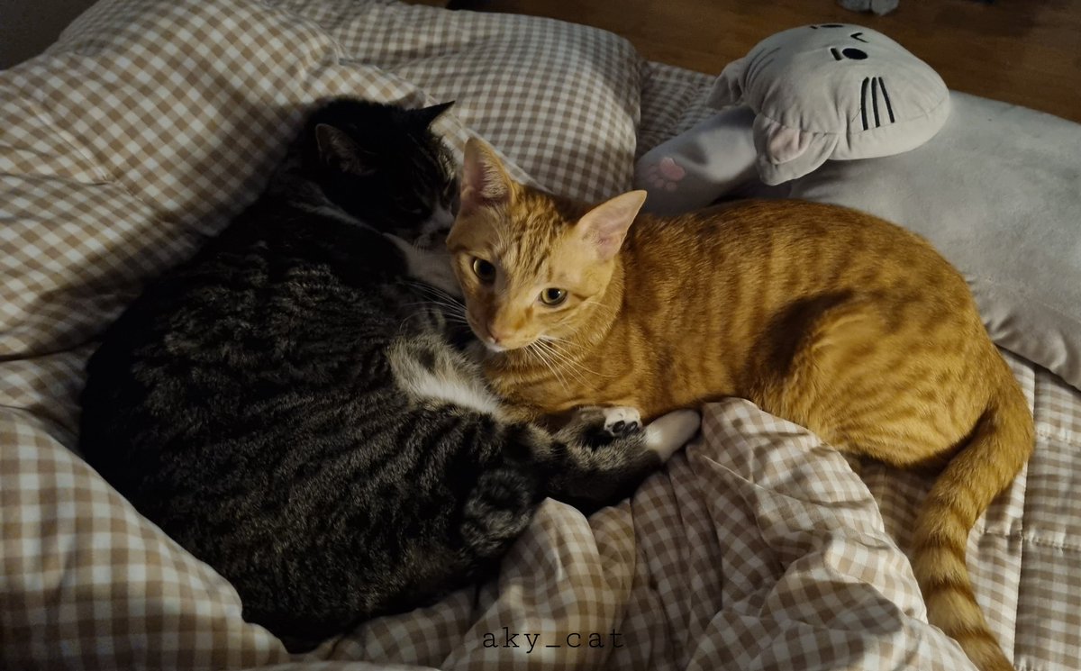 aky_cat's tweet image. 치치녀석. 새벽이 되면 이따금씩 찾아와 염장을 지르고 갑니다. 그러면 뻘쭘해진 나는 슬그머니 자리를 피해줄 수 밖에 없음