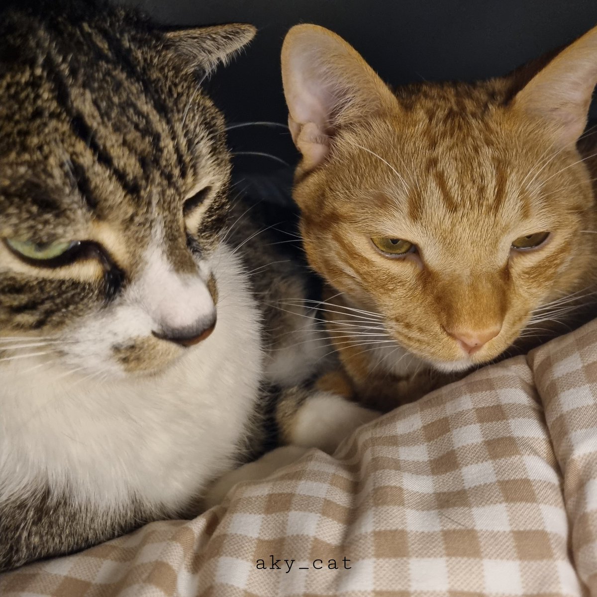 aky_cat's tweet image. 치치녀석. 새벽이 되면 이따금씩 찾아와 염장을 지르고 갑니다. 그러면 뻘쭘해진 나는 슬그머니 자리를 피해줄 수 밖에 없음