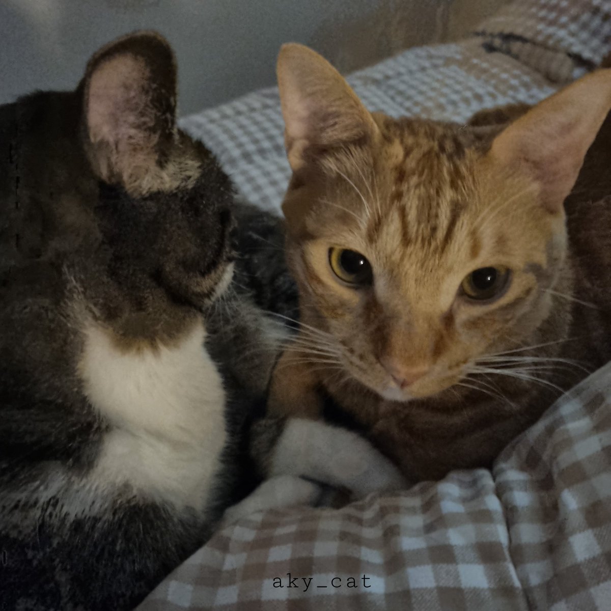 aky_cat's tweet image. 치치녀석. 새벽이 되면 이따금씩 찾아와 염장을 지르고 갑니다. 그러면 뻘쭘해진 나는 슬그머니 자리를 피해줄 수 밖에 없음