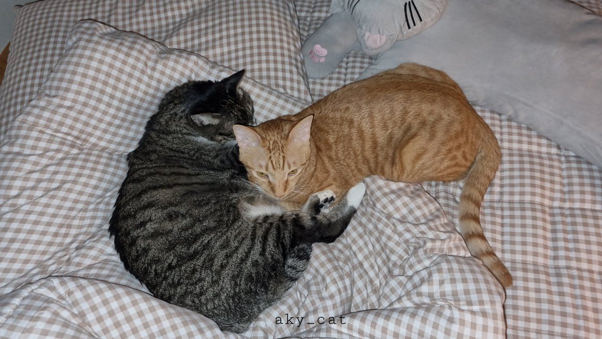 aky_cat's tweet image. 치치녀석. 새벽이 되면 이따금씩 찾아와 염장을 지르고 갑니다. 그러면 뻘쭘해진 나는 슬그머니 자리를 피해줄 수 밖에 없음