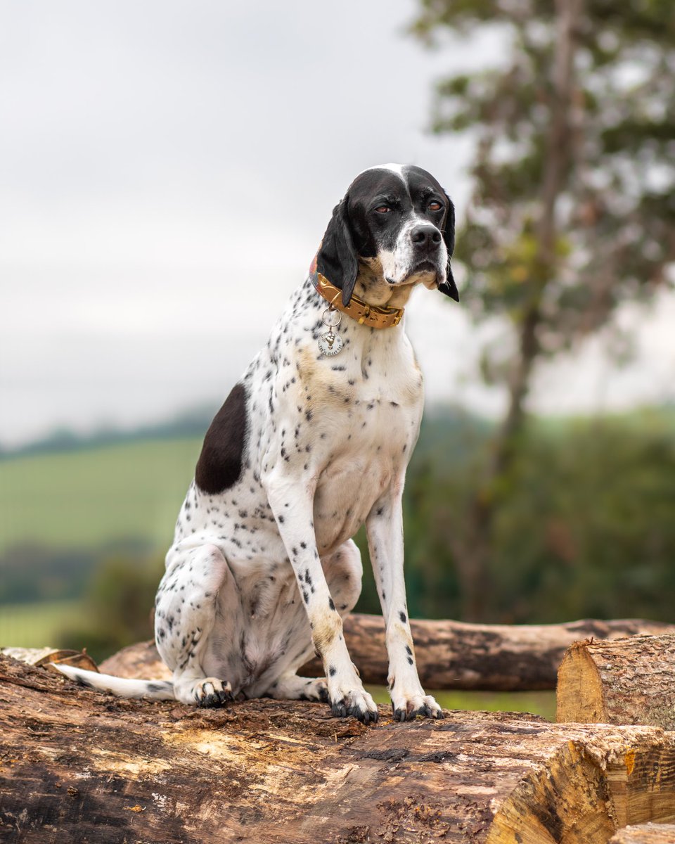 Juliet looking unimpressed as always 😂 
She’s wearing <a href="/bramblenfriends/">Bramble and Friends</a> and <a href="/thehappypawsco/">The Happy Paws Company</a> 🙌🏻
#twitterdogcommunity #Pointer #EnglishPointer #gundogs #dogsoftwitter