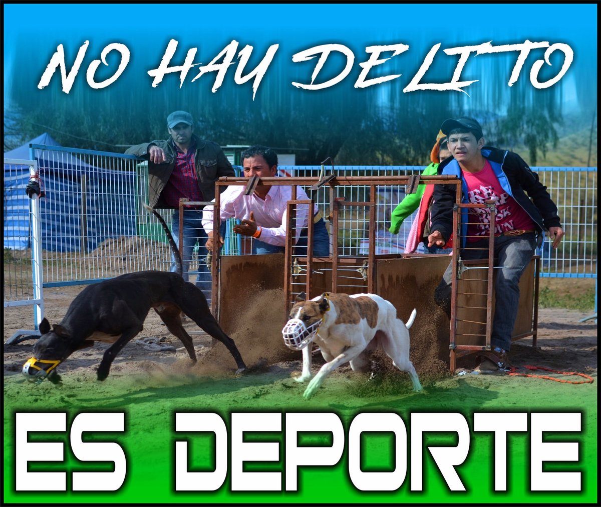 GyoGsoy's tweet photo. ES NUESTRA VERDAD, HACERLA REALIDAD DEPENDE DE NOSOTROS
En en año 2015 La Colombofilia obtuvo el reconocimiento como deporte con la sanción de la Ley 27.171 del Congreso de la Nación, el año 2017 El Pato fue reconocido como Deporte Nacional con la  sanción de la Ley 27.368 https://t.co/mniCGfkUPa