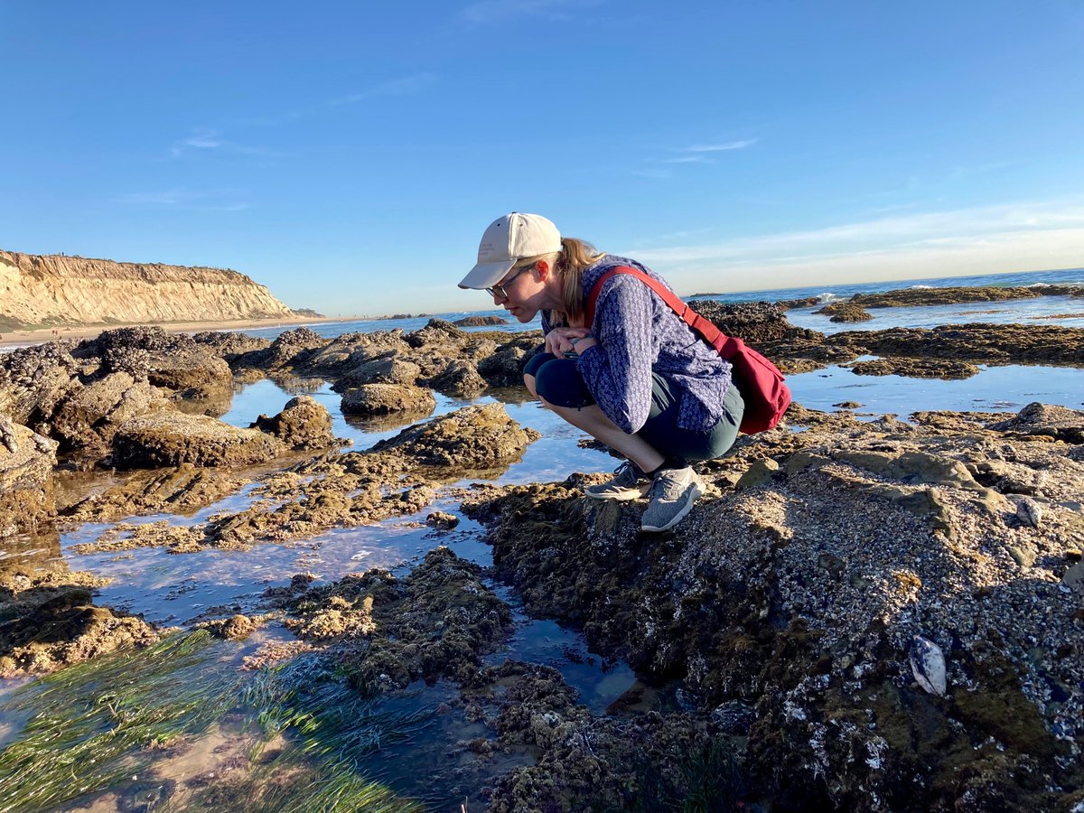 CascadeJBS's tweet photo. Wkend visit to our local intertidal site @CrystalCoveSP to think thru field survey protocol for our new #RangeShift NSF project. These unicorn whelks (Acanthinucella) are expanding their range poleward in NorCal-we are studying them here in SoCal in their historical/native range. https://t.co/UaR9HPgiQl