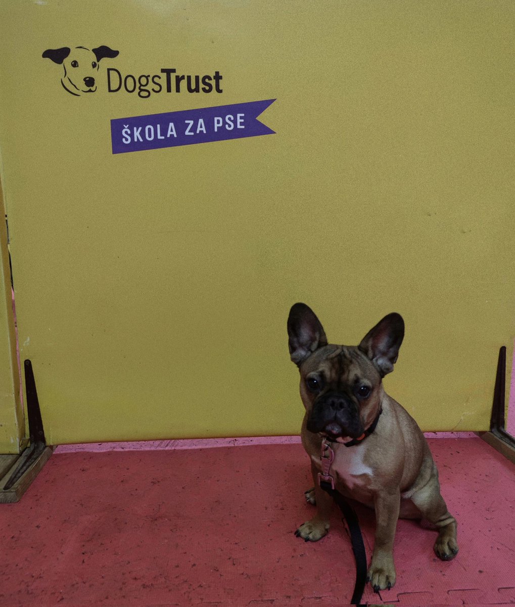 dzonlic_amra's tweet photo. Moja Dzudza, ponos generacije, sve petice dobila 💗 @DogsTrustBiH https://t.co/XfX80d5Ydf