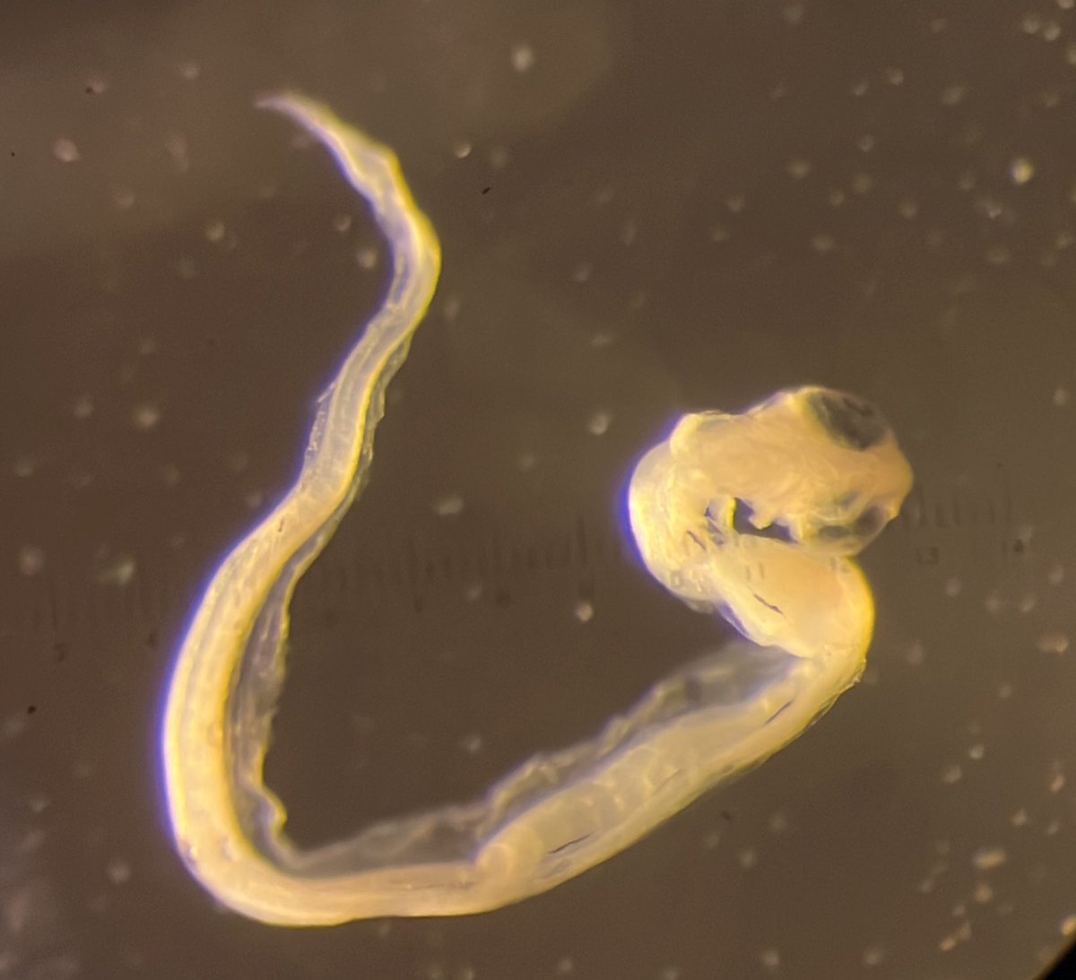 AndrewHarmer2's tweet photo. Fun with Osmeridae. https://t.co/zlvRqk1ffW