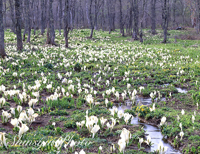 Shinsyu Photo ミズバショウ 長野県長野市戸隠 過去画像です 水芭蕉はサトイモ科ミズバショウ属の多年草です この名前は この花が水場に生育して 葉の形が芭蕉の葉に似ている事からつけられました 花言葉 美しい思い出 T Co Ixi1ylvaa7