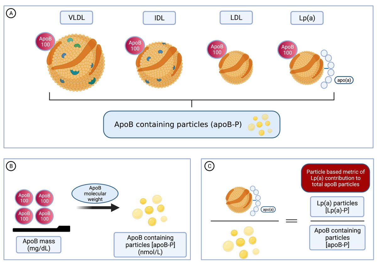 Building upon our recent work on limitations of Lp(a)-C, we show how Lp(a) can be better compared with atherogenic apoB containing lipoproteins. Thankful as always for the mentorship and guidance from @SethShayMartin! @LipidJournal authors.elsevier.com/c/1efpK6tb2E2N…