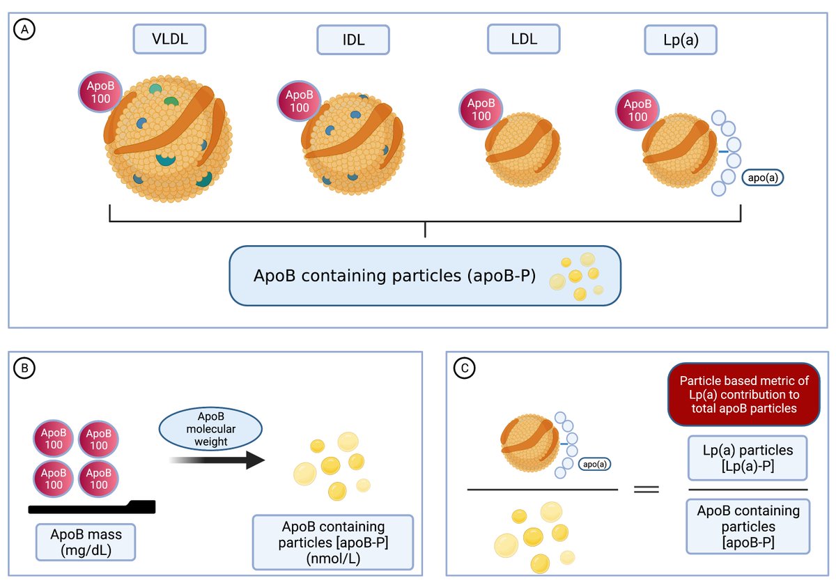 Michael Chilazi (@mchilazi) on Twitter photo Building upon our recent work on limitations of Lp(a)-C, we show how Lp(a) can be better compared with atherogenic apoB containing lipoproteins. Thankful as always for the mentorship and guidance from <a href="/SethShayMartin/">Seth Martin</a>! <a href="/LipidJournal/">Journal of Clinical Lipidology</a> authors.elsevier.com/c/1efpK6tb2E2N… Building upon our recent work on limitations of Lp(a)-C, we show how Lp(a) can be better compared with atherogenic apoB containing lipoproteins. Thankful as always for the mentorship and guidance from <a href="/SethShayMartin/">Seth Martin</a>! <a href="/LipidJournal/">Journal of Clinical Lipidology</a> authors.elsevier.com/c/1efpK6tb2E2N…