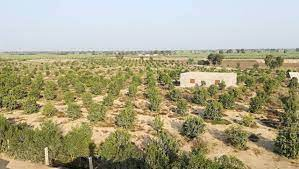 shahsabg's tweet photo. #CM @UsmanAKBuzdar #cabinet directed a ministerial committee  #lease #approving under #CPEC  500 to 5,000 acres of land 4 corporate farming to create job opportunities &amp; to modernise #agriculture sector 4 food security.planned to establish 7 agro-economic zones along #CPEC route https://t.co/m0oX2JX6kE