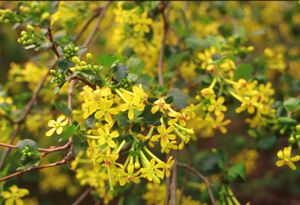 Consider adding a great native bush to your landscape - Golden Currant! ~jme grownative.org/native_plants/…
#2cMasterGardeners #GrowNatives