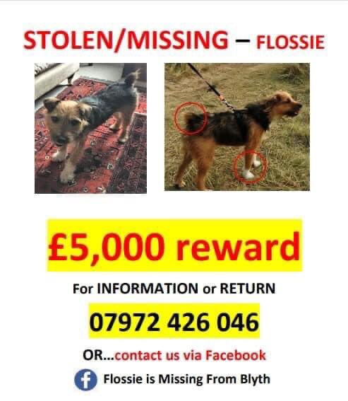 KarenFi51820768's tweet photo. Please #FindFlossie Flossie has been missing now for six months. The pain we felt on 2 September 2021 when we had to return home without her has not faded. Our longing to have her back has not faded. Her bowls lie empty, her toy box untouched, her bed cold. We miss her so much. https://t.co/TTx6D7wDv4