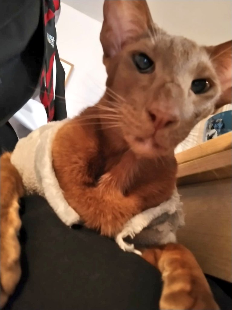 jolenehunter's tweet photo. Daughter send me this after school.. someone is happy she is home ❤️🤷 #WheresWalter #SnuggleMonkey #CatsOfTwitter #catsofinstagram @Diablo_Siamese https://t.co/1Y3OyjcsLn