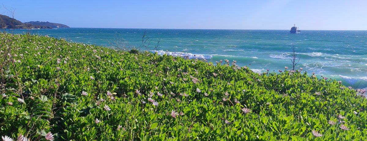 A picture of the beautiful Gylly beach for no particular reason whatsoever! #Cornwall