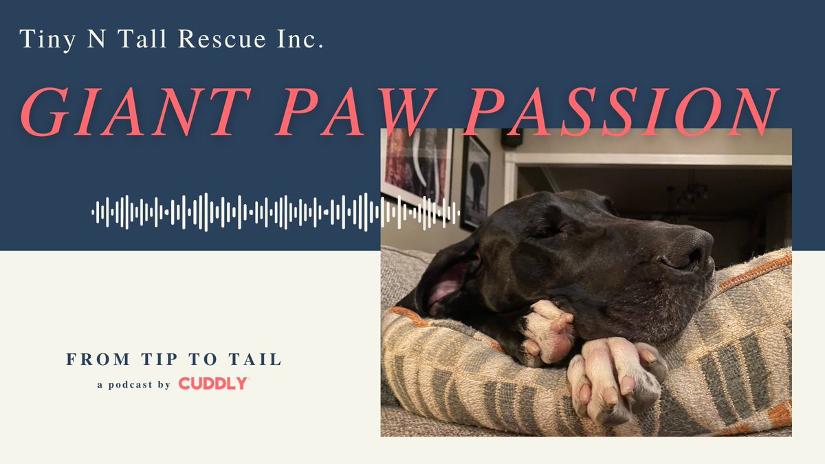 On this weeks episode of #FromTiptoTail we had the pleasure of speaking with Niccalina Santilli, co-founder of  @RescueTinynTall 
⁠
She discusses how rescue differs for small and giant dog breeds, the importance of education, and much more! Learn more: bit.ly/3HDObbD