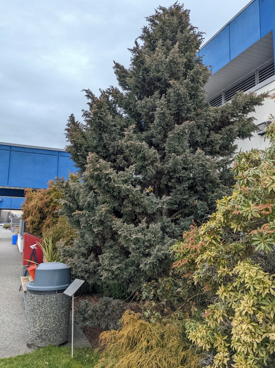 FlyYCD's tweet photo. Do you recognize this tree? Located just outside the entryway to @FlyYCD, this conspicuous conifer was planted by #205Collishaw to celebrate 100 years of #poweredflight in @Canada.
#FlyYCD #aviation #ingenuity https://t.co/Vq9meVpdSp