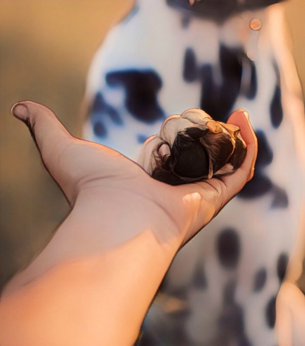 Loki The Dalmatian tweet media